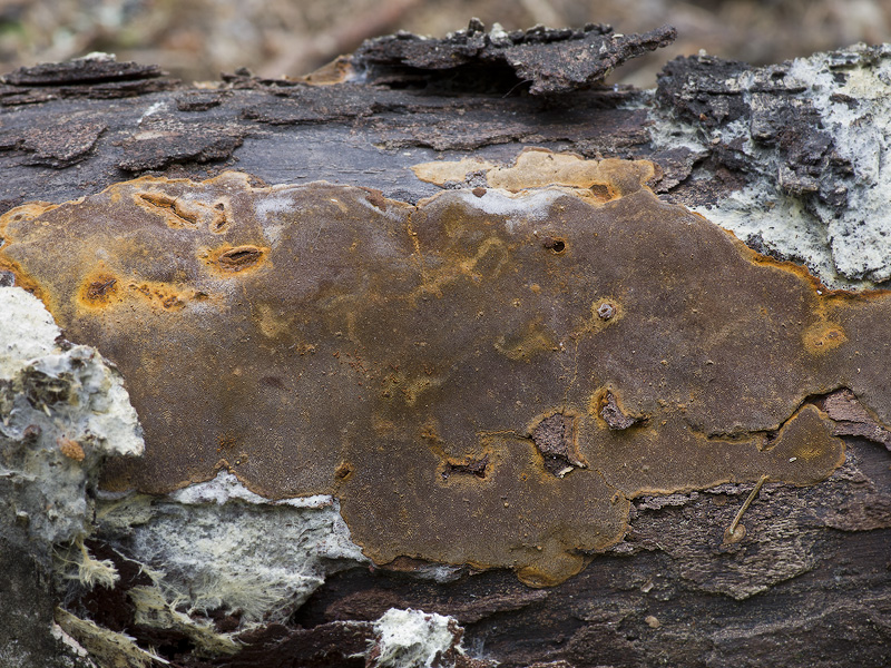 Phellinus laevigatus